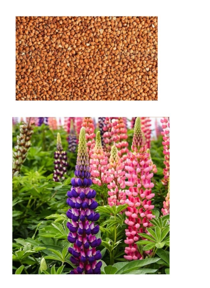 OASIS-TH 100Pcs Mix Color Russell Lupine Seeds Lupinus Polyphyllus Garden Bonsai Flower Mixed Color Lupine Seeds  - Image 1