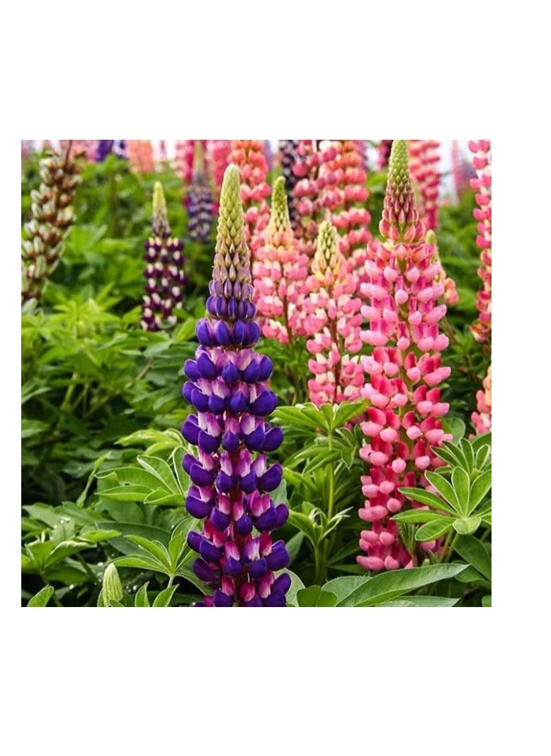 OASIS-TH 100Pcs Mix Color Russell Lupine Seeds Lupinus Polyphyllus Garden Bonsai Flower Mixed Color Lupine Seeds  - Image 2