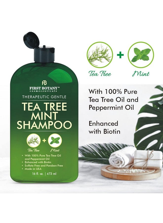 First Botany Tea Tree Mint Shampoo and Conditioner - Pure Tea Tree Oil & Peppermint Oil - Fights Hair Loss, Promotes Hair Growth, Fights Dandruff, Lice & Itchy Scalp - for Men and Women Sulfate Free - 16 fl oz x 2 - Image 3