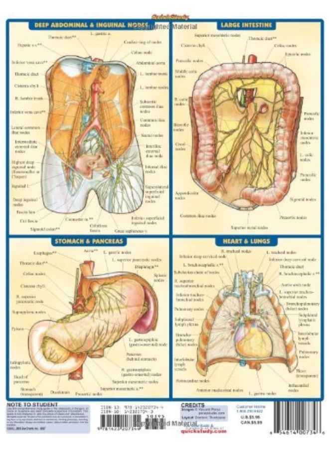 Lymphatic System  - Image 1