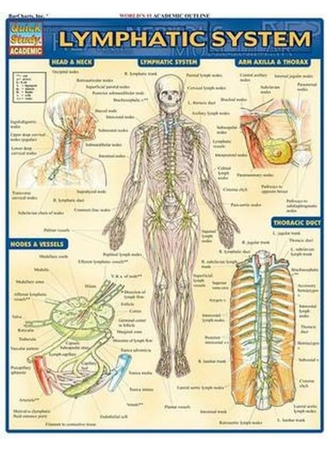 Lymphatic System  - Image 4