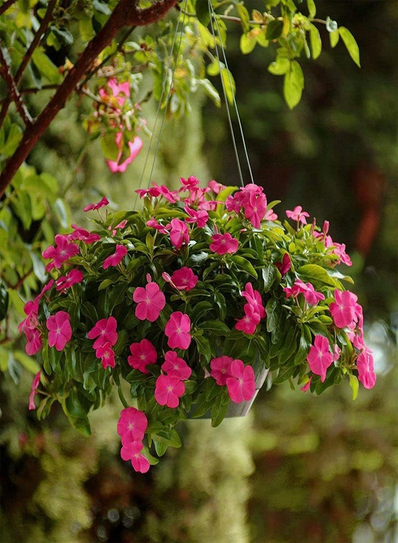 GGOOT 200Pcs Periwinkle Seeds Beautiful Red Catharanthus Flowers for Outdoor Garden Courtyard Planting Gardening Decoration Loved by Gardeners - Image 1