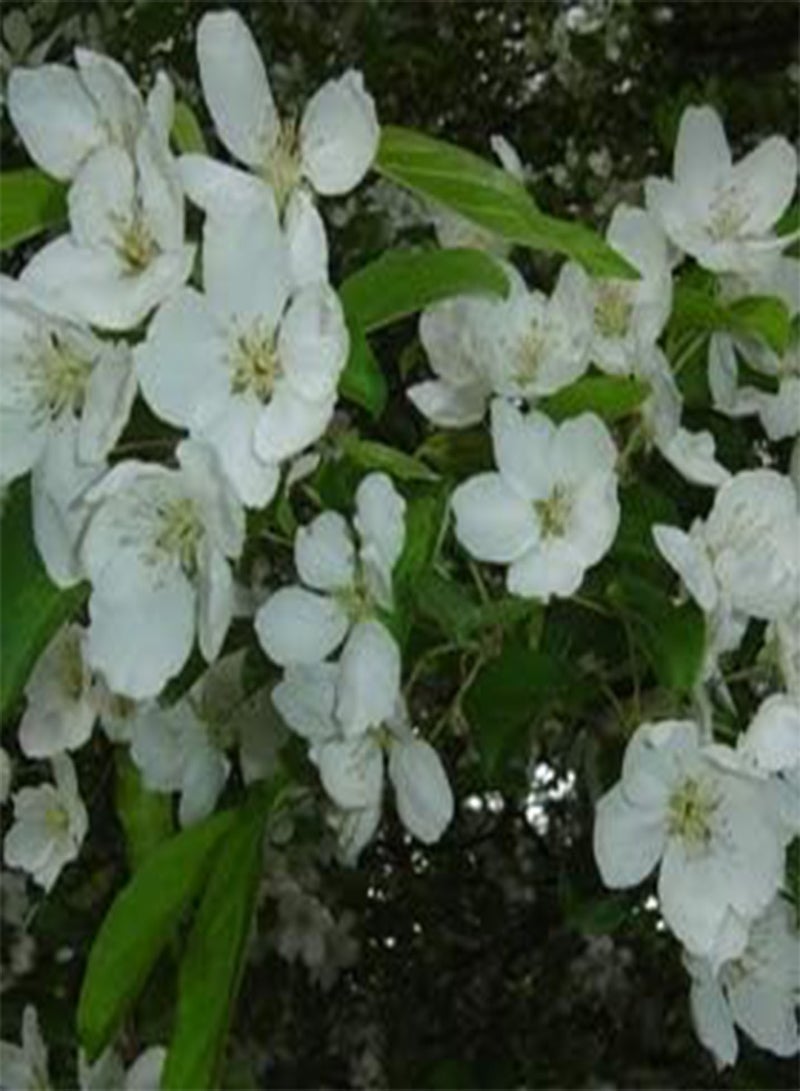 جي جوت 20 قطعة من بذور شجرة التفاح البري، مالوس هوبيهنسيس - Image 1