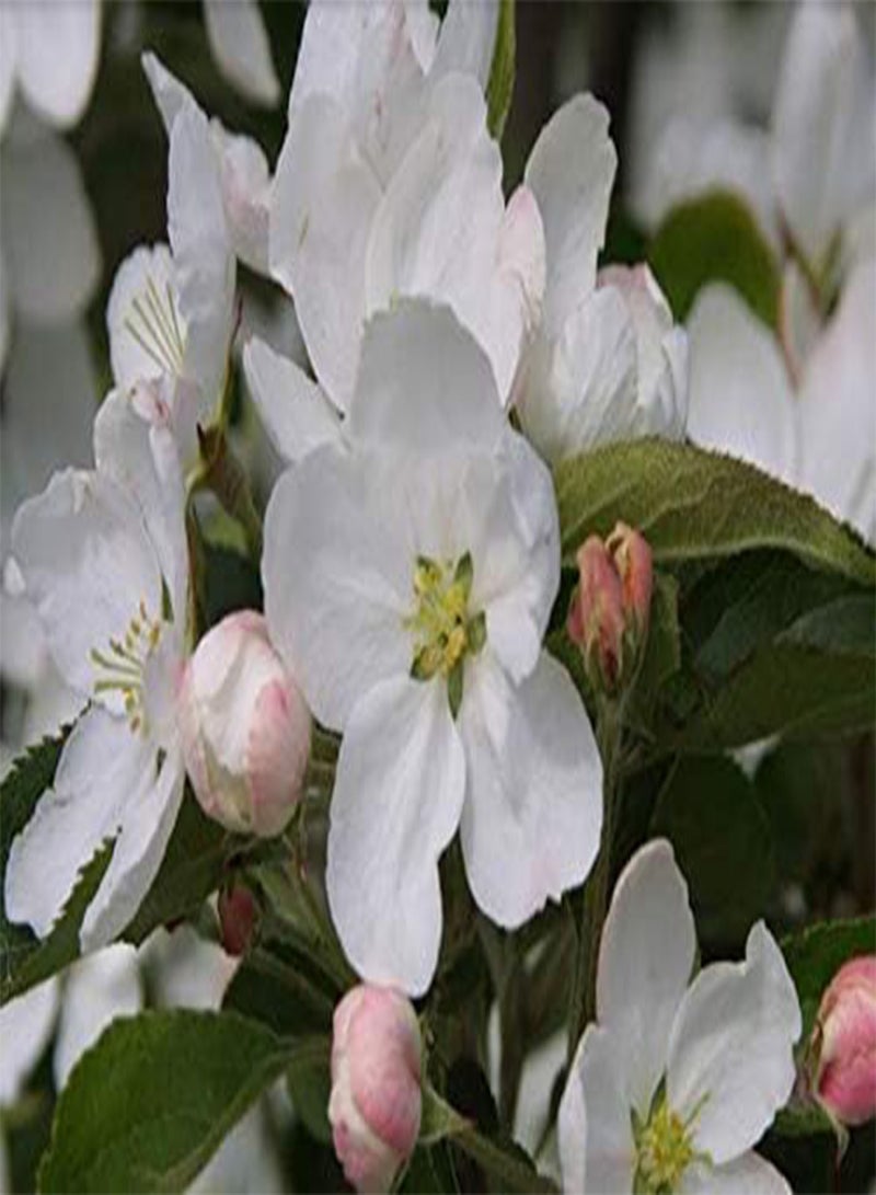 جي جوت 20 قطعة من بذور شجرة التفاح البري، مالوس هوبيهنسيس - Image 3