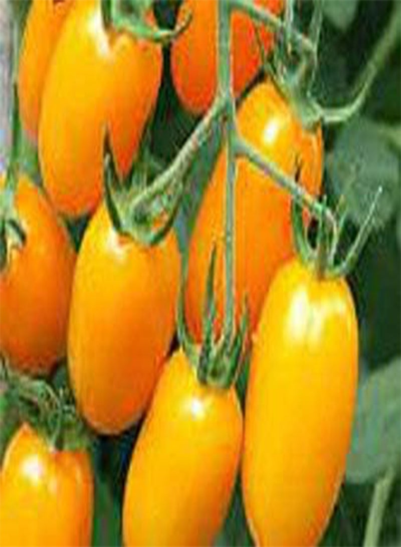 جي جوت 20 قطعة من بذور الطماطم والخضروات من نوع Golden Boy - Image 2