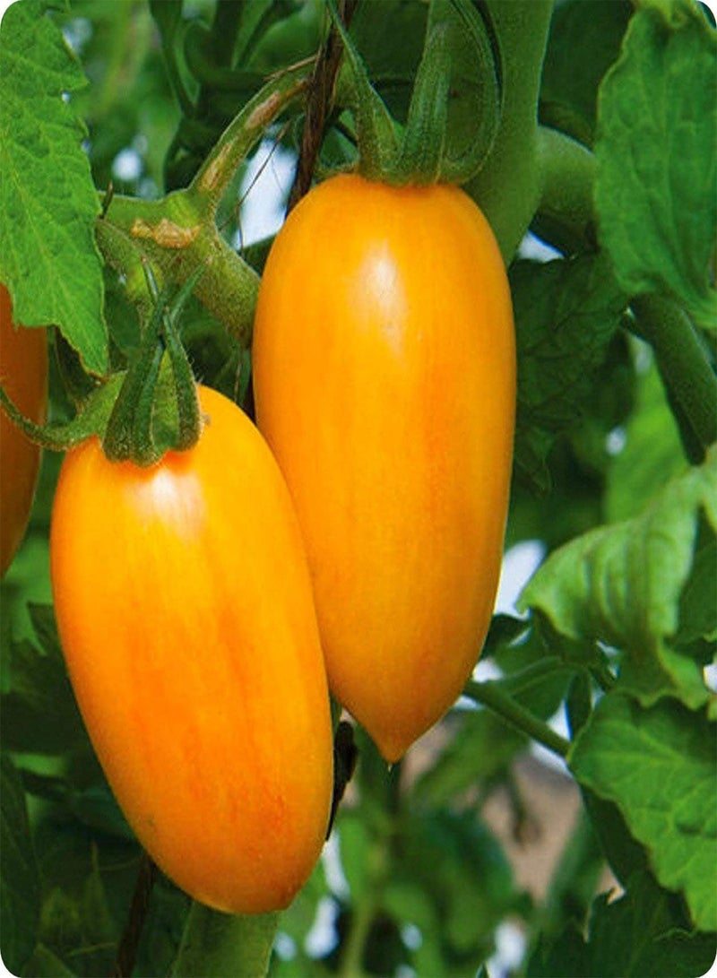 جي جوت 20 قطعة من بذور الطماطم والخضروات من نوع Golden Boy - Image 3