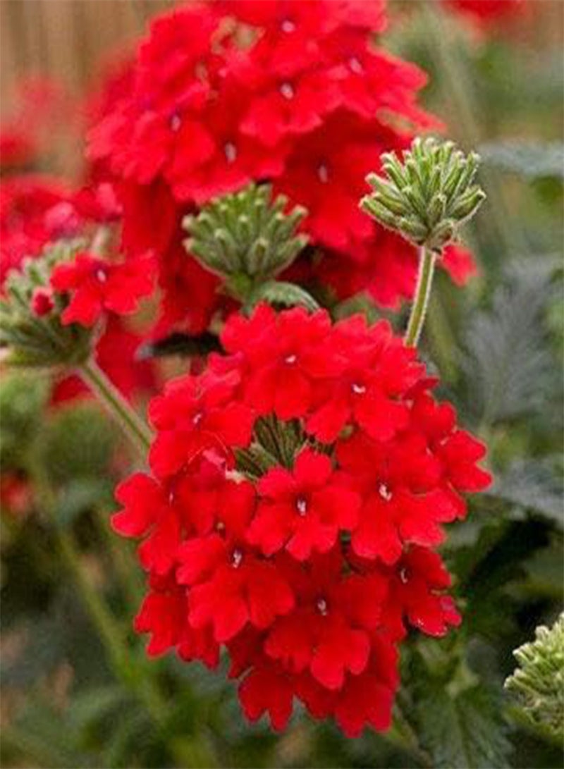 GGOOT seeds Fresh 100 pcs Verbena hybrida Perennial Flower Seeds for Planting red 1