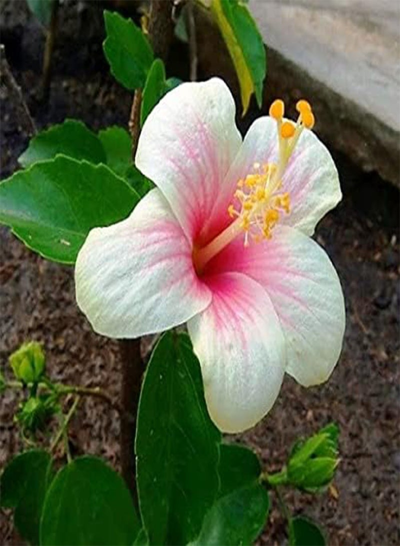 GGOOT seeds 20pcs Shrimp Plant Seeds