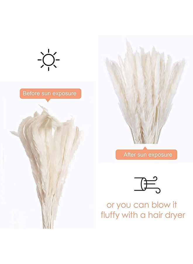 FANCY FLOWERS زهور مجففة طبيعية فاخرة من عشب البامباس الأصلي - طويل ورقيق للغاية - زهور صناعية مجففة (40) - Image 3
