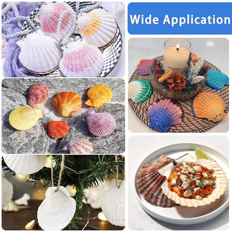 YUJUN 32PCS Natural Scallop Shells,2''-3'' White Seashells Bulk for Crafts DIY Painting Baking and Ocean Summer Beach Wedding Home Decorations - Image 5