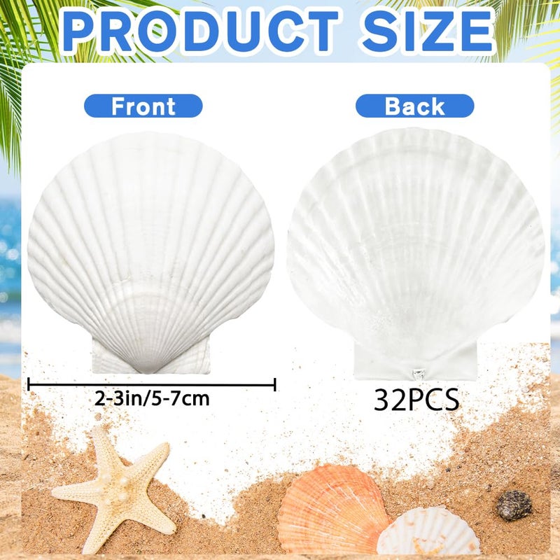 YUJUN 32PCS Natural Scallop Shells,2''-3'' White Seashells Bulk for Crafts DIY Painting Baking and Ocean Summer Beach Wedding Home Decorations - Image 2