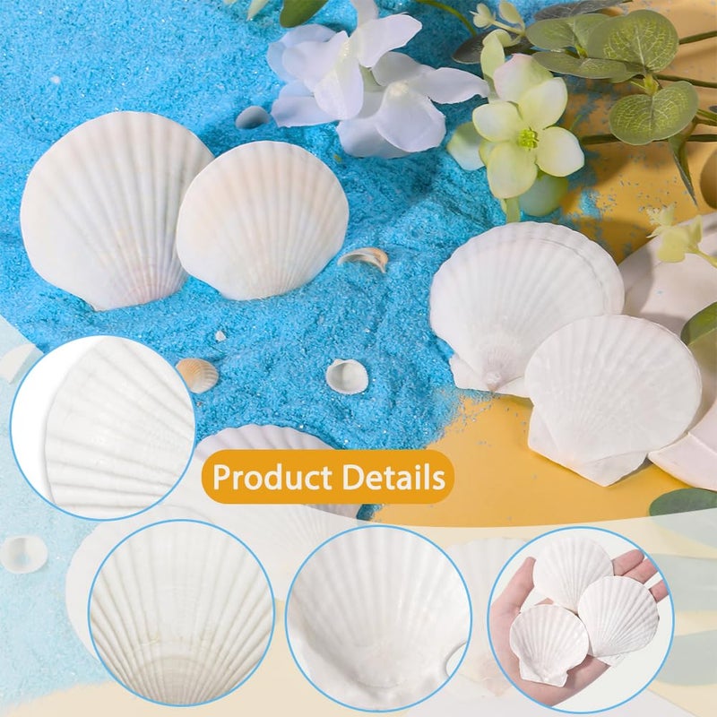 YUJUN 32PCS Natural Scallop Shells,2''-3'' White Seashells Bulk for Crafts DIY Painting Baking and Ocean Summer Beach Wedding Home Decorations - Image 3