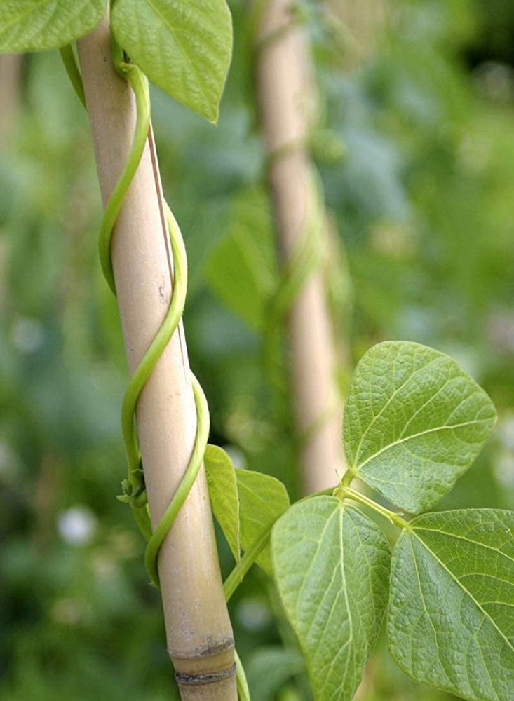 LINGWEI 10 pcs Natural Thick Bamboo Stake  - Image 2