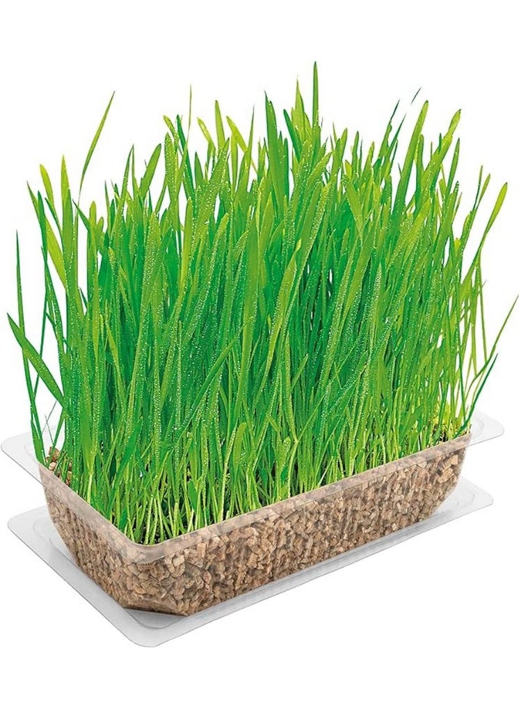 فيتاكرافت عشب القطط للزراعة في تربة الأصيص 120 جرام - Image 2