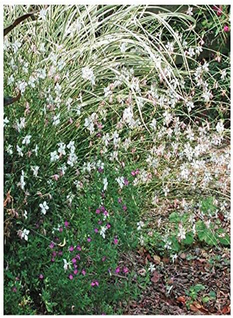 GGOOT Gaura Seeds - Fluffy Perennial - - Image 1
