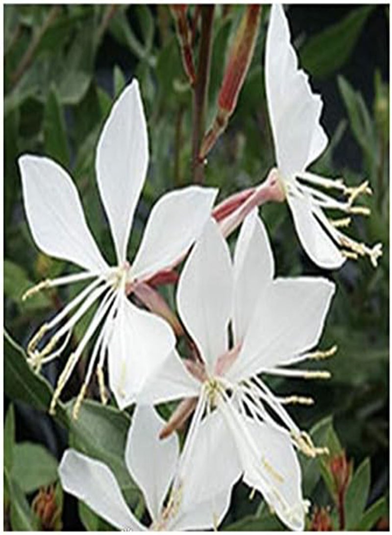 GGOOT Gaura Seeds - Fluffy Perennial - - Image 2