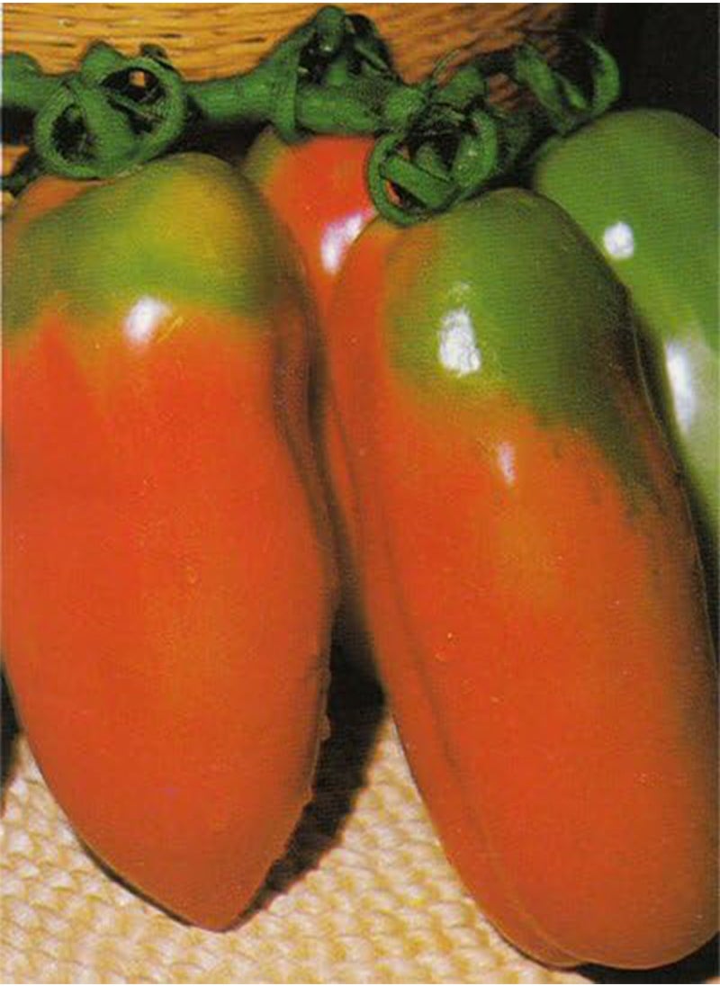 GGOOT SCATALONE ISH HERITAGE HEIRLOOM TOMATE LONG BRIGHT RED PASTE COOKING TOMATO 20 ORGANIC SEEDS CERTIFIED  ORGANIC GROWER 