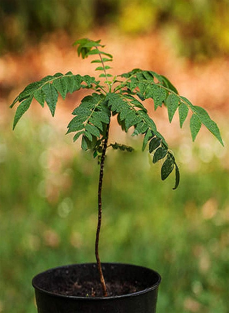 GGOOT 400Pcs Curry Leaf Tree Seeds Culinary Herb Plant Outdoor DIY Home Garden Decor Garden Plant Seeds Curry Seeds - Image 1