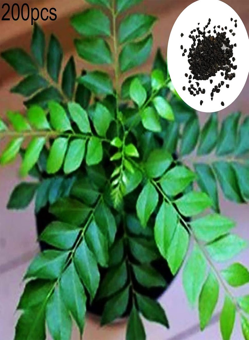 GGOOT 400Pcs Curry Leaf Tree Seeds Culinary Herb Plant Outdoor DIY Home Garden Decor Garden Plant Seeds Curry Seeds - Image 2