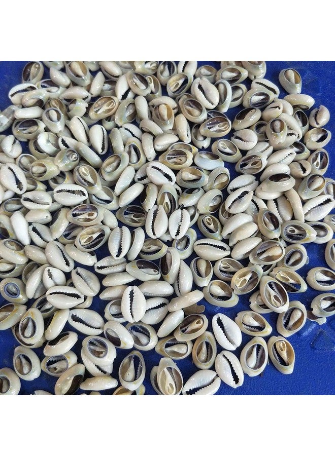 ccHuDE 100 Pcs Natural Cowrie Shells Beads Oval Beach Seashells African Shells For Hair Jewelry Making Diy Craft - Image 3