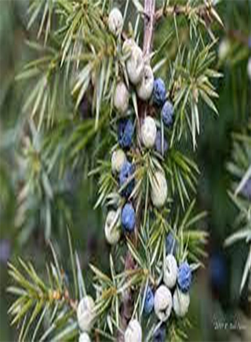 جي جوت العرعر (Juniperus Communis) | ٢٠ بذرة طازجة | بونساي | بنكهة الجن | شحن في نفس اليوم - Image 2