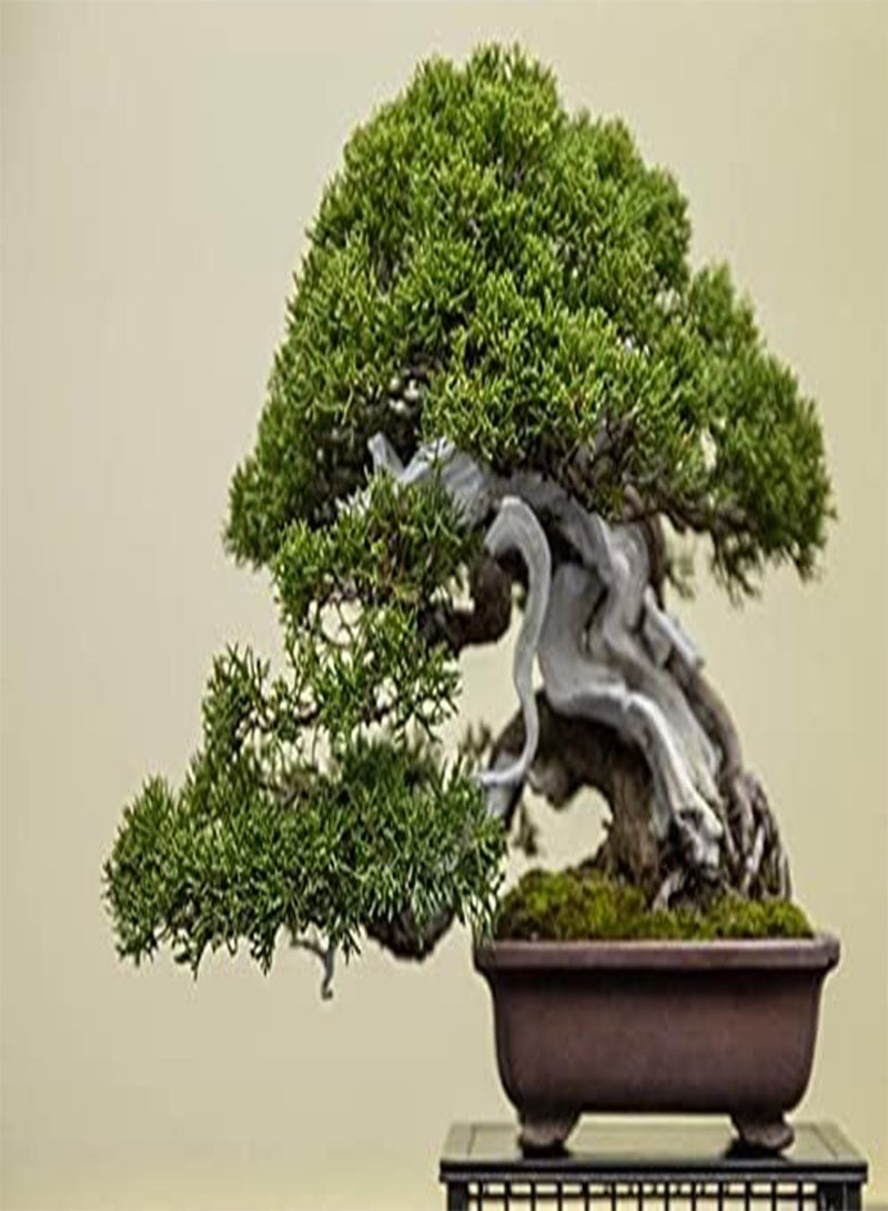 جي جوت العرعر (Juniperus Communis) | ٢٠ بذرة طازجة | بونساي | بنكهة الجن | شحن في نفس اليوم - Image 3