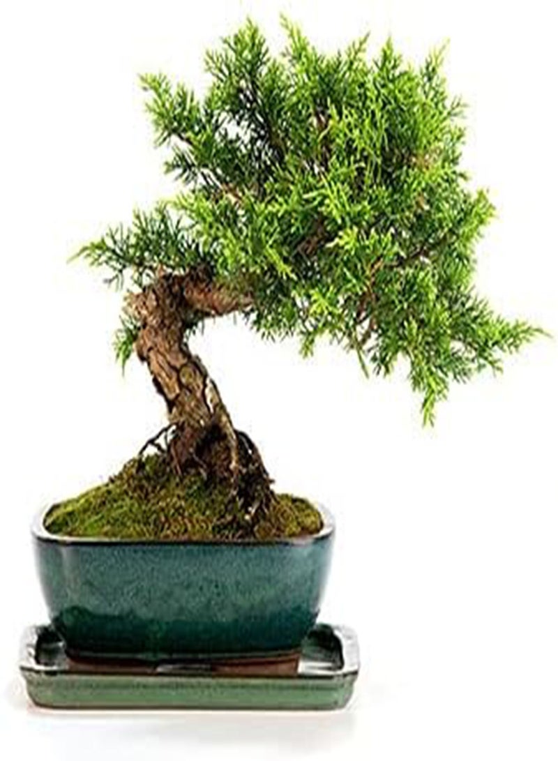 جي جوت العرعر (Juniperus Communis) | ٢٠ بذرة طازجة | بونساي | بنكهة الجن | شحن في نفس اليوم - Image 1
