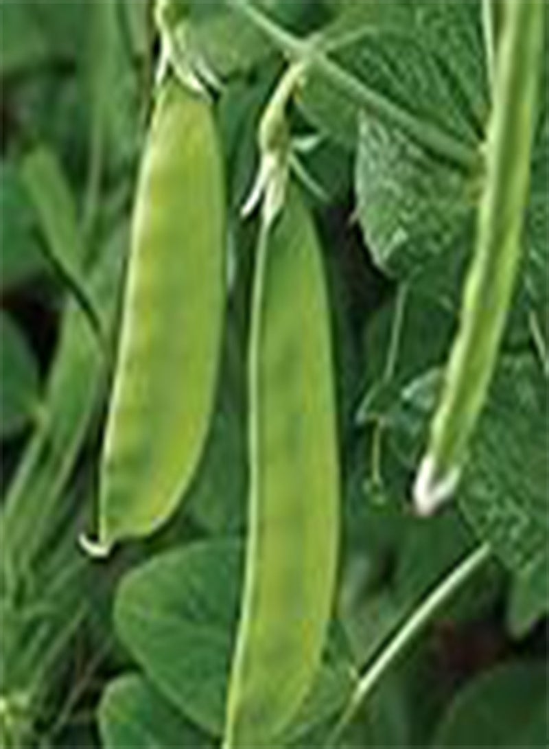 GGOOT - 200 pcs Pea Oregon Sugar Pod Mangetout Vegetable Seeds (47.9g's Approx.) 