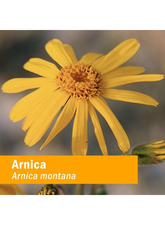 HERB PHARM مستخلص أرنيكا السائل العضوي المعتمد لدعم الألم الطفيف، 1 أونصة سائلة - Image 2