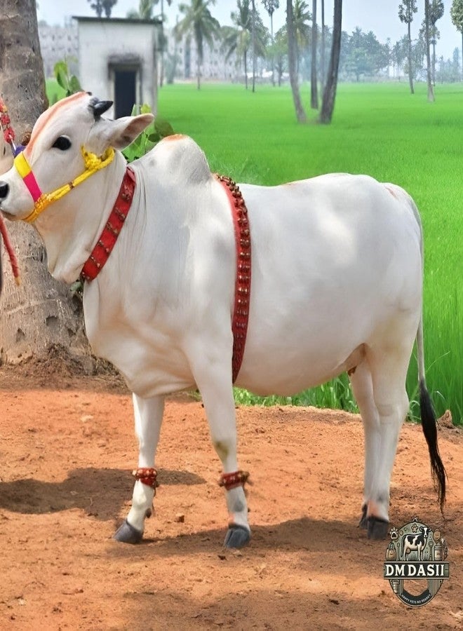 DM DASII MAT طوق DM DASII Gungaroo للأبقار/الجاموس | متين ومريح | أجراس نحاسية لصوت هادئ | حزام رقبة قوي وقابل للتعديل للماشية - Image 2