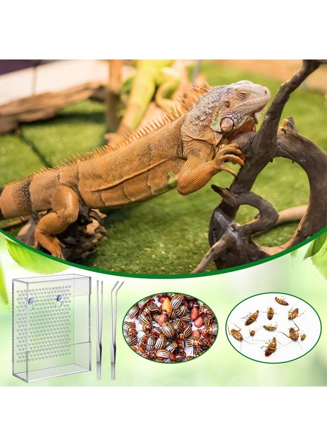 Geyoga Bug Feeder for Bearded Dragon with 2 Tweezers and Suction Cups Chameleon Bug Bowl Bearded Dragon Acrylic Reptile Feeder Box Wall Mounted Insect Cage for Lizard Gecko Frog(Transparent) - Image 5