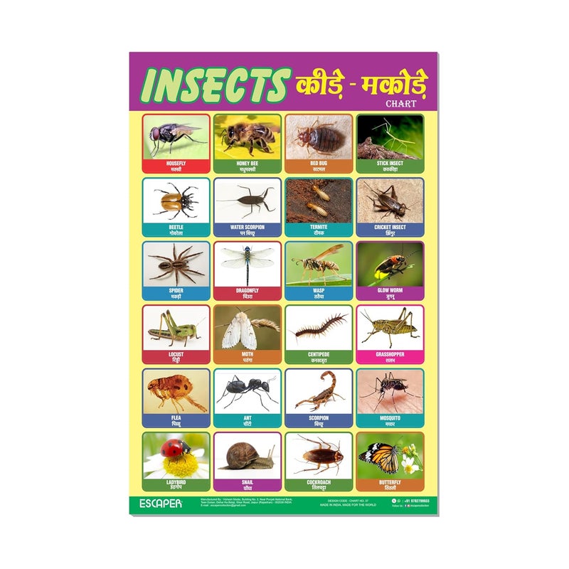 ESCAPER Insects Educational Charts for Kids, Charts for Kids Learning (11.5 x 17.5 inches), Kids Study Material, Kids Learning Books, Educational Posters - Image 1