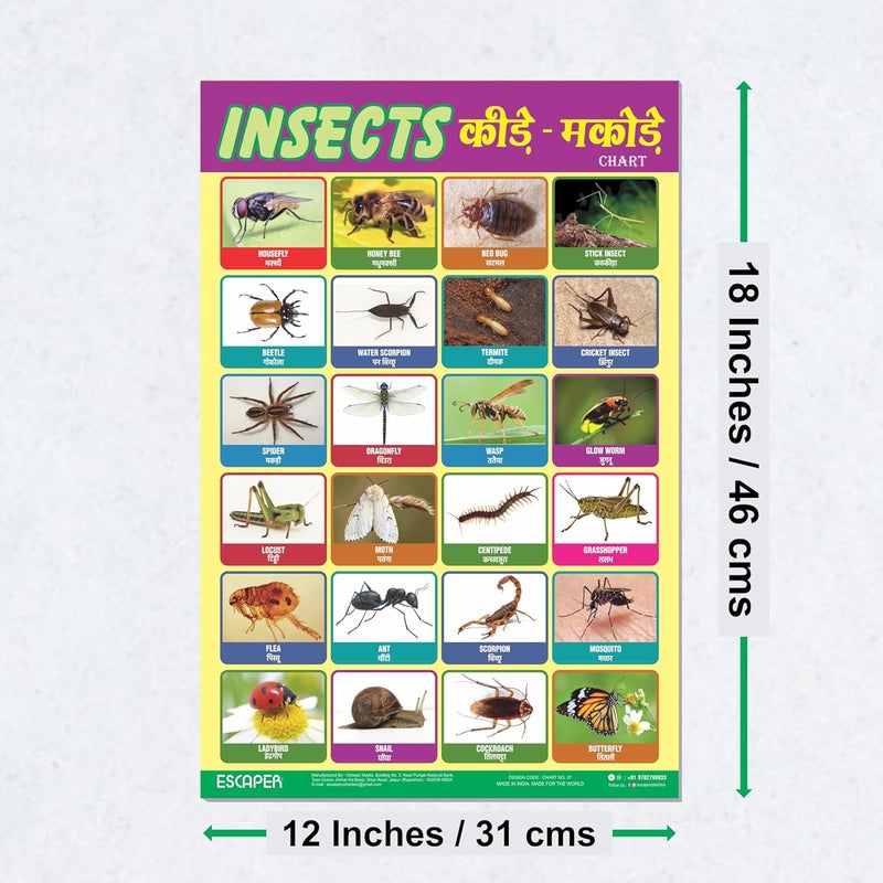 ESCAPER Insects Educational Charts for Kids, Charts for Kids Learning (11.5 x 17.5 inches), Kids Study Material, Kids Learning Books, Educational Posters - Image 2