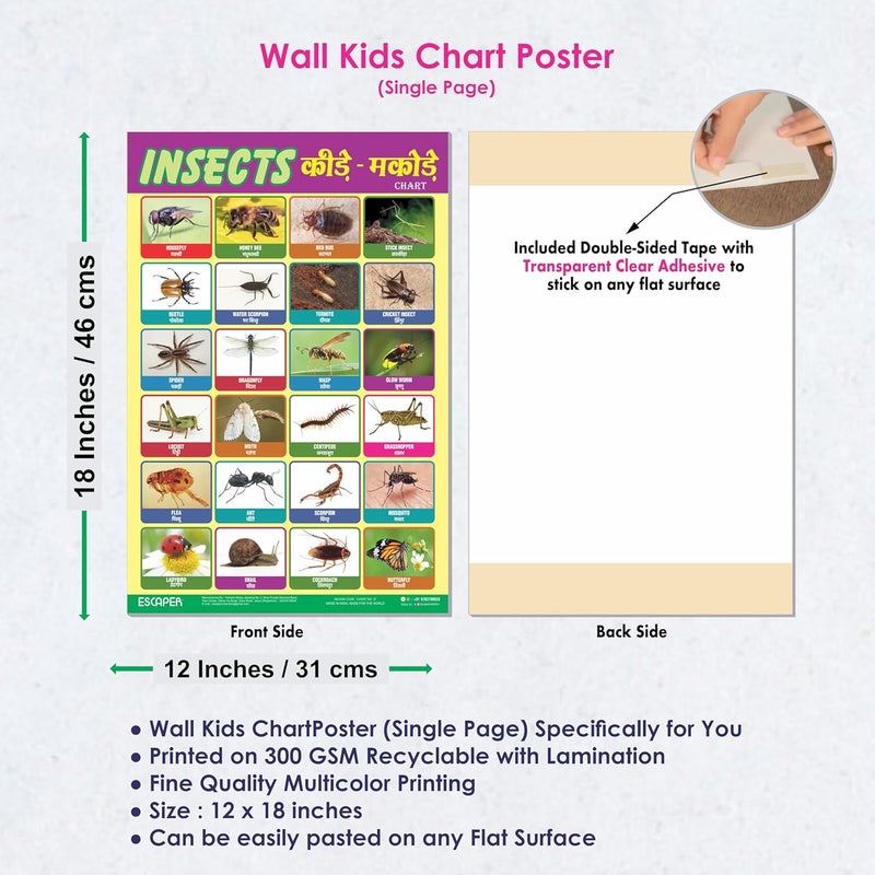 ESCAPER Insects Educational Charts for Kids, Charts for Kids Learning (11.5 x 17.5 inches), Kids Study Material, Kids Learning Books, Educational Posters - Image 3
