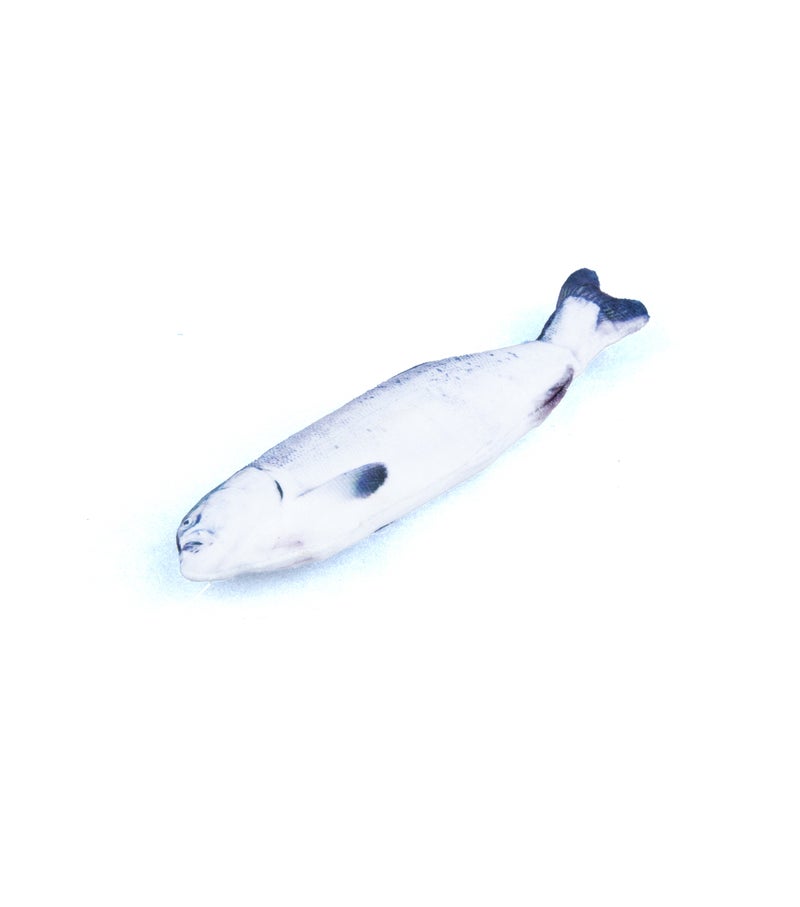 Daiso Fish Soft Toy for Cats – Plush Cat Chew & Kick Toy – Interactive Catnip Fish Toy for Hunting, Biting & Play – Soft Squeaky Cat Toy for Indoor Cats & Kittens - Image 3