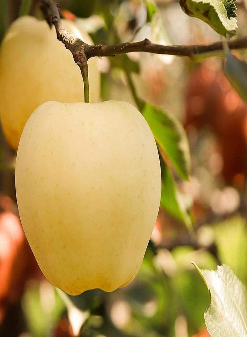 GGOOT 150Pcs Apple Seeds Indoor and Outdoor Planting Create an Indoor Garden Suitable for Novice Gardeners Cold-Resistant Rich Smell Fruits - Image 2