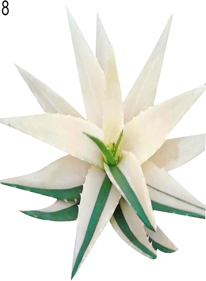GGOOT Plant Seeds Flower Seeds100Pcs/Bag Rainbow Aloe Seeds Multi-Color Skin Care Water-Saving Strong Vitality Aloe Seeds for Bonsai Aloe Seeds for Home - Image 4