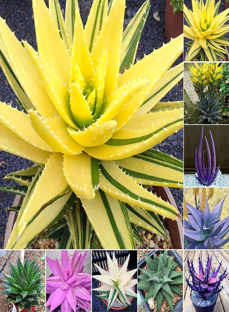 GGOOT Plant Seeds Flower Seeds100Pcs/Bag Rainbow Aloe Seeds Multi-Color Skin Care Water-Saving Strong Vitality Aloe Seeds for Bonsai Aloe Seeds for Home - Image 3