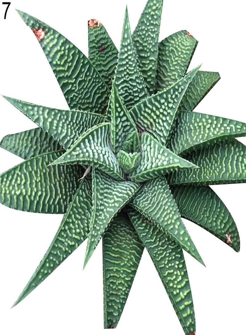 GGOOT Plant Seeds Flower Seeds100Pcs/Bag Rainbow Aloe Seeds Multi-Color Skin Care Water-Saving Strong Vitality Aloe Seeds for Bonsai Aloe Seeds for Home - Image 5