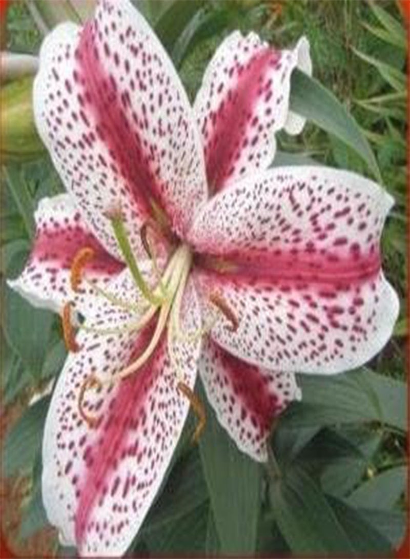 GGOOT lilies lily Seed planted 100 pcs - (Color: 3) - Image 1