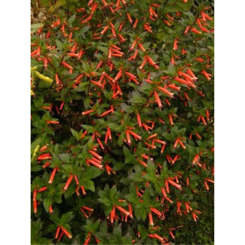 ١٠ بذور زهرة نبات سيجار الألعاب النارية (السيجار/السيجار المكسيكي) كوبيا إغنيا - Image 1