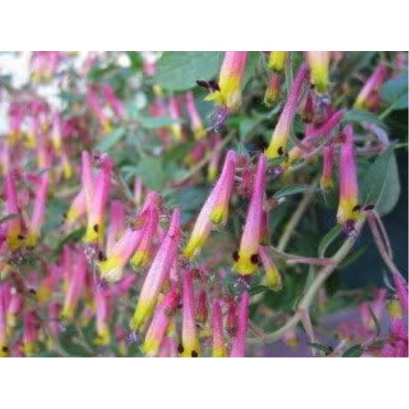 ١٠ بذور زهرة نبات سيجار الألعاب النارية (السيجار/السيجار المكسيكي) كوبيا إغنيا - Image 3