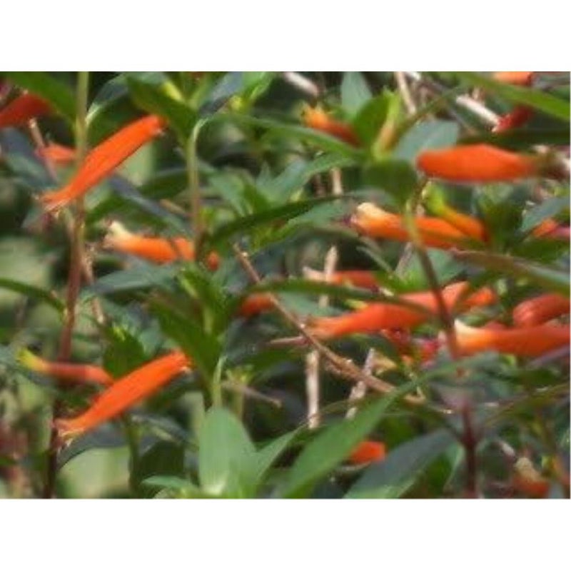 ١٠ بذور زهرة نبات سيجار الألعاب النارية (السيجار/السيجار المكسيكي) كوبيا إغنيا - Image 5