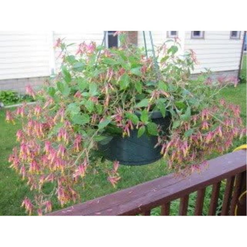 ١٠ بذور زهرة نبات سيجار الألعاب النارية (السيجار/السيجار المكسيكي) كوبيا إغنيا - Image 2