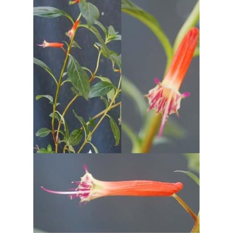 ١٠ بذور زهرة نبات سيجار الألعاب النارية (السيجار/السيجار المكسيكي) كوبيا إغنيا - Image 4