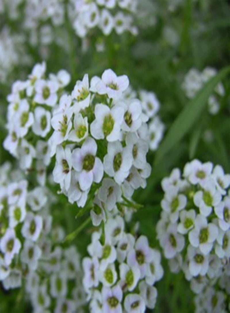 GGOOT 1 Huge Pack 500Pcs Alyssum Flower Seeds Non-GMO Productive Perennial Flourishing Fragrant Floral Plant Seedlings for Garden Seed 1size - Image 5
