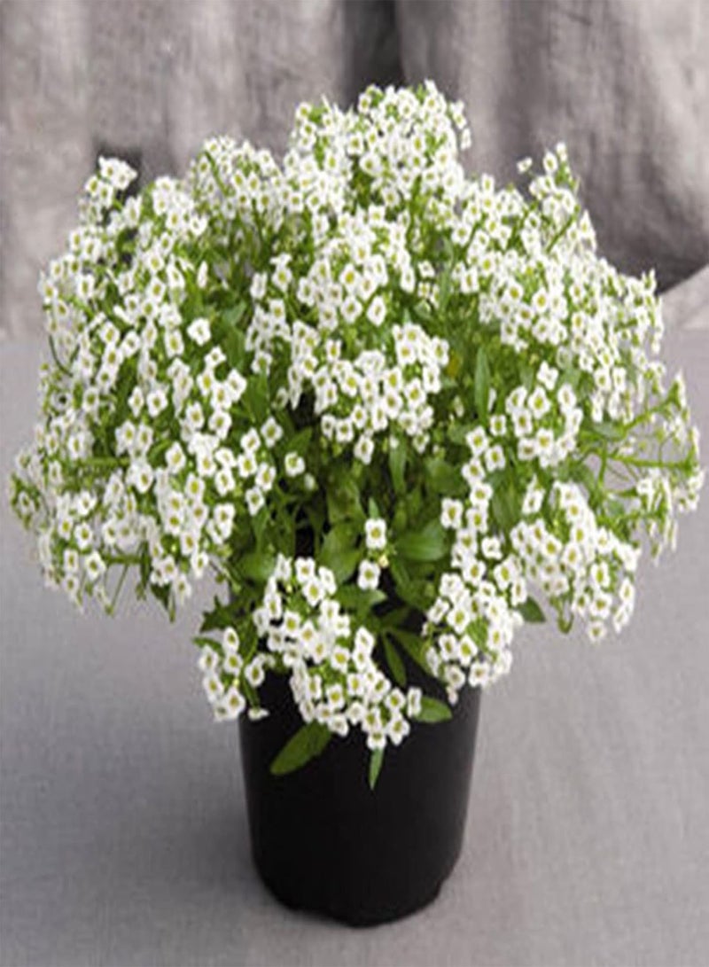 GGOOT 1 Huge Pack 500Pcs Alyssum Flower Seeds Non-GMO Productive Perennial Flourishing Fragrant Floral Plant Seedlings for Garden Seed 1size - Image 1
