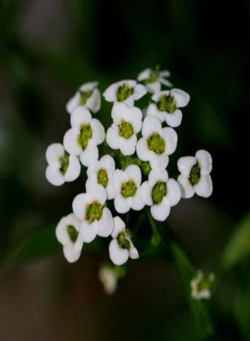 GGOOT 1 Huge Pack 500Pcs Alyssum Flower Seeds Non-GMO Productive Perennial Flourishing Fragrant Floral Plant Seedlings for Garden Seed 1size - Image 3
