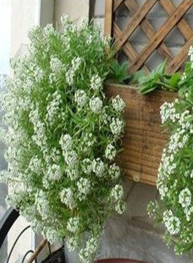 GGOOT 1 Huge Pack 500Pcs Alyssum Flower Seeds Non-GMO Productive Perennial Flourishing Fragrant Floral Plant Seedlings for Garden Seed 1size - Image 4