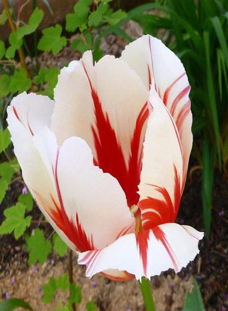 GGOOT seeds 100Pcs Tulip Plant Seeds,100Pcs Mixed Color Petals Perennial Tulip Seeds Easy to Grow Plant Seeds for Planting Home Garden Yard Bonsai Outdoor Indoor Purple - Image 5